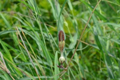 Ceropegia vincifolia, photographed by S.MORE