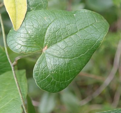 Dioscorea sylvatica, photographed by Nicola van Berkel
