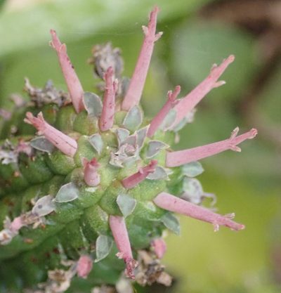 Euphorbia mammillaris, photographed by Nicola van Berkel