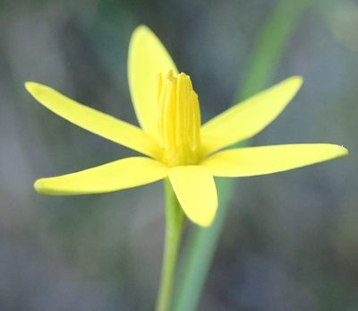 Pauridia maryae, photographed by Nicola van Berkel