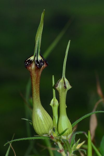 Ceropegia mahabalei, photographed by S.MORE