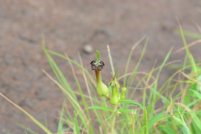 Ceropegia mahabalei, photographed by S.MORE