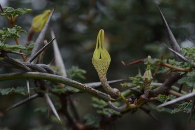 Ceropegia juncea, photographed by S.MORE