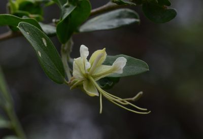 Cadaba fruticosa, photographed by S.MORE