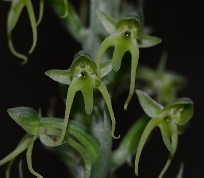 Habenaria furcifera, photographed by S.MORE
