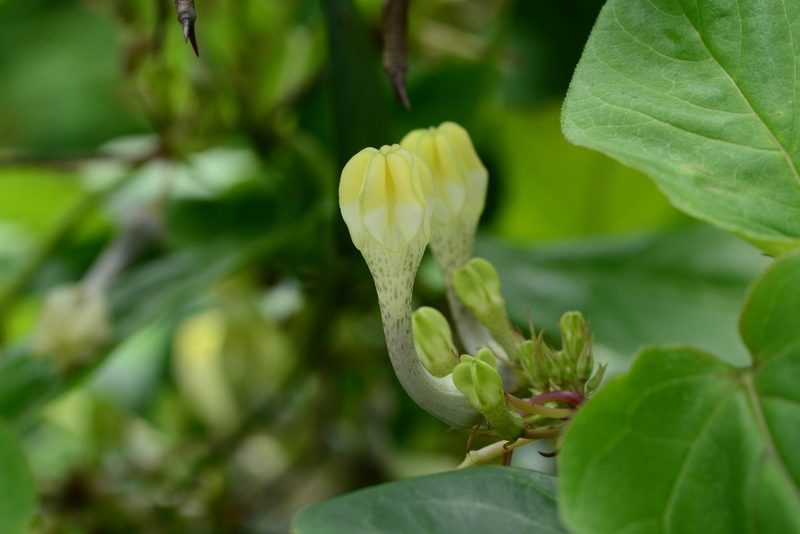 Ceropegia evansii, photographed by S.MORE