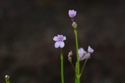 Dopatrium junceum, photographed by S.MORE
