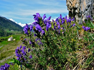Dracocephalum austriacum, photographed by Karsten Rohweder