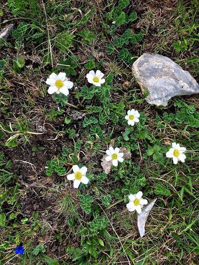 Callianthemum coriandrifolium, photographed by Karsten Rohweder