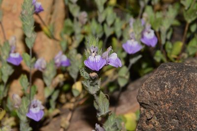 Hygrophila serpyllum, photographed by S.MORE