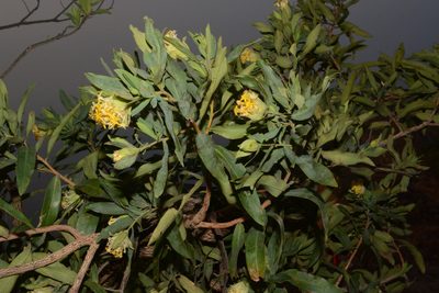 Lasiosiphon glaucus, photographed by S.MORE
