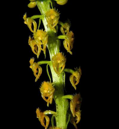 Crepidium versicolor, photographed by S.MORE