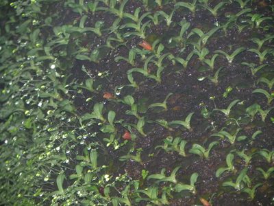 Porpax reticulata, photographed by S.MORE