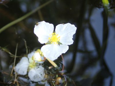 Sagittaria cristata, photographed by Allan Harris