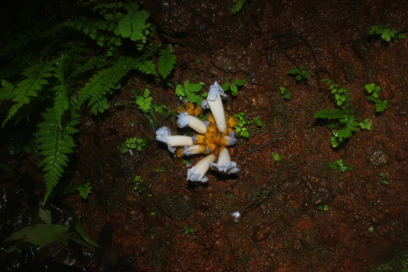 Christisonia calcarata, photographed by S.MORE