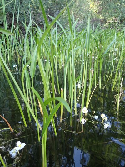 Sagittaria cristata, photographed by Allan Harris
