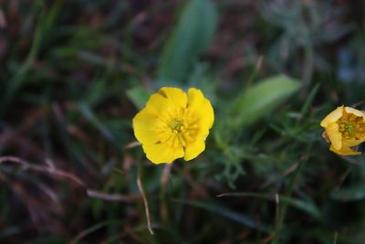 Ranunculus adoneus, photographed by Scott Loarie