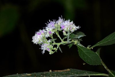 Acilepis divergens, photographed by S.MORE