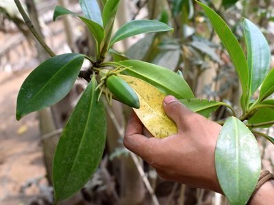 Bruguiera sexangula, photographed by Abu Hamas