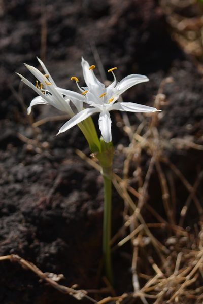 Pancratium triflorum, photographed by S.MORE