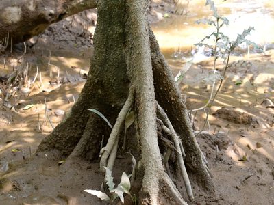 Bruguiera sexangula, photographed by Abu Hamas