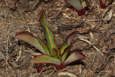 Euphorbia khandallensis, photographed by S.MORE