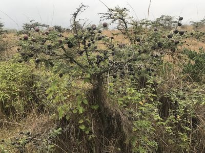Vachellia drepanolobium, photographed by acaciajoe