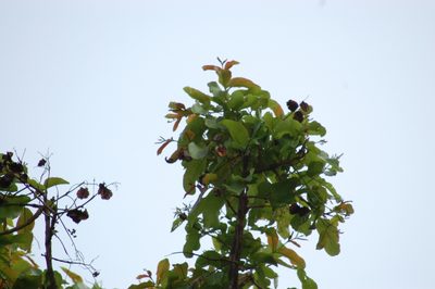 Terminalia arjuna, photographed by Prashanth N S