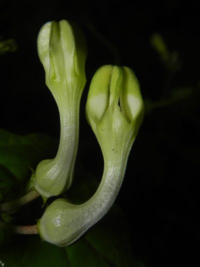 Ceropegia evansii, photographed by S.MORE