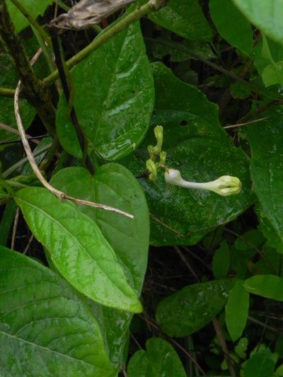 Ceropegia evansii, photographed by S.MORE