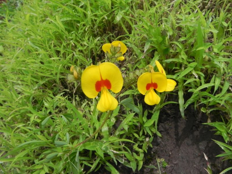 Smithia setulosa, photographed by S.MORE