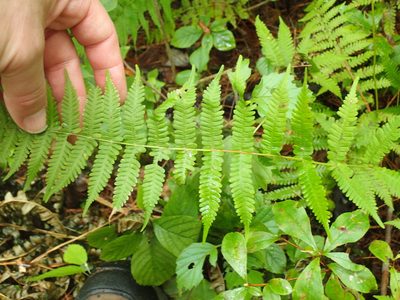 Coryphopteris simulata, photographed by John Baur