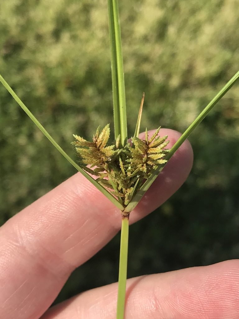 Cyperus setigerus, photographed by Meghan Cassidy