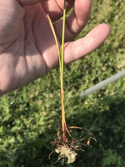 Cyperus setigerus, photographed by Meghan Cassidy