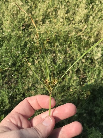 Cyperus setigerus, photographed by Meghan Cassidy