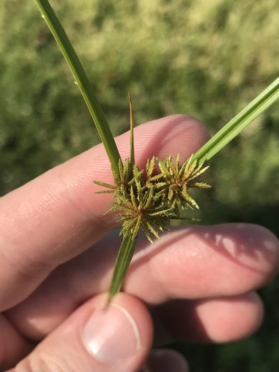 Cyperus setigerus, photographed by Meghan Cassidy