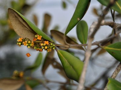 Avicennia officinalis, photographed by Abu Hamas