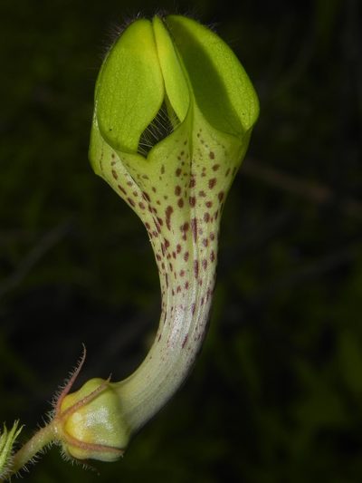 Ceropegia hirsuta, photographed by S.MORE