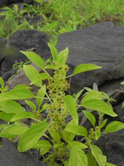 Acalypha malabarica, photographed by S.MORE