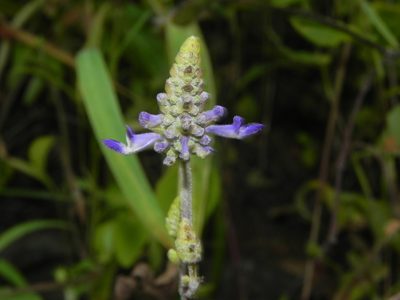 Coleus strobilifer, photographed by S.MORE