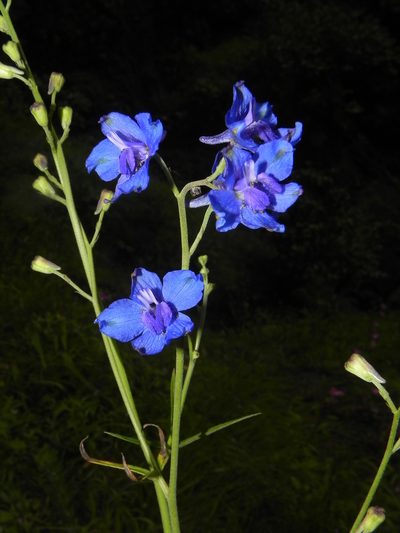 Delphinium malabaricum, photographed by S.MORE