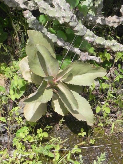 Kalanchoe olivacea, photographed by S.MORE