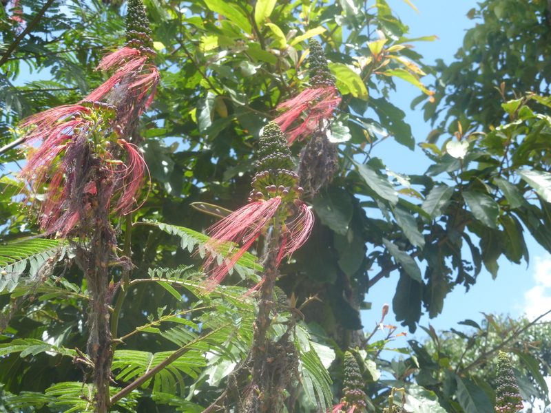 Calliandra calothyrsus, photographed by geralg