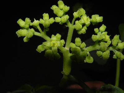 Cyphostemma auriculatum, photographed by S.MORE