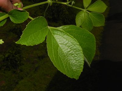 Cyphostemma auriculatum, photographed by S.MORE