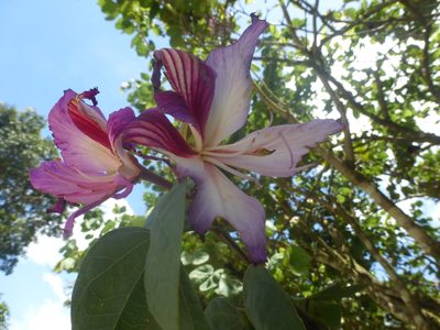 Bauhinia variegata, photographed by geralg