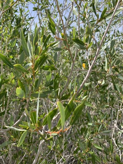 Salix lutea, photographed by Leah Gardner