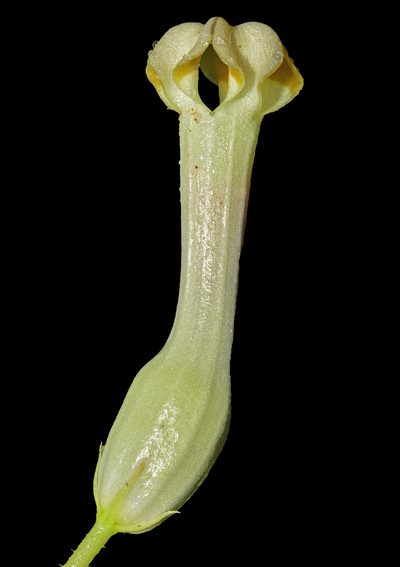 Ceropegia sahyadrica, photographed by S.MORE