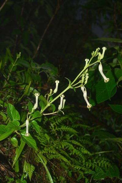 Ceropegia sahyadrica, photographed by S.MORE