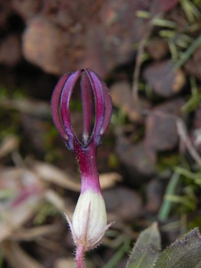 Ceropegia jainii, photographed by S.MORE